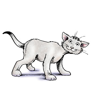 Elizabeth's grey cat Shiimsa.