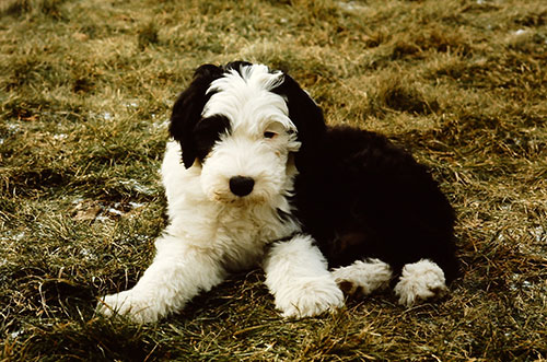 Farley as a puppy